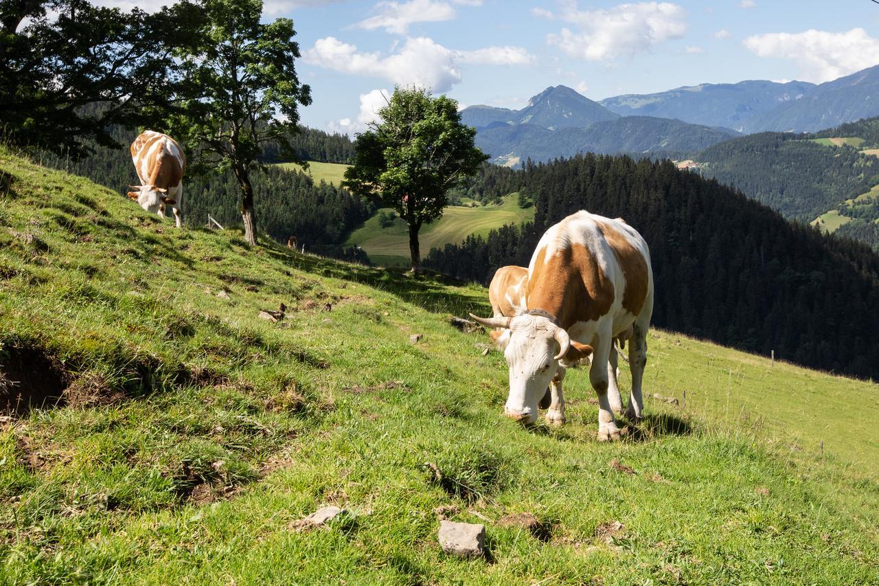 Farmstay&Glamping Visocnik Ljubno Exterior photo