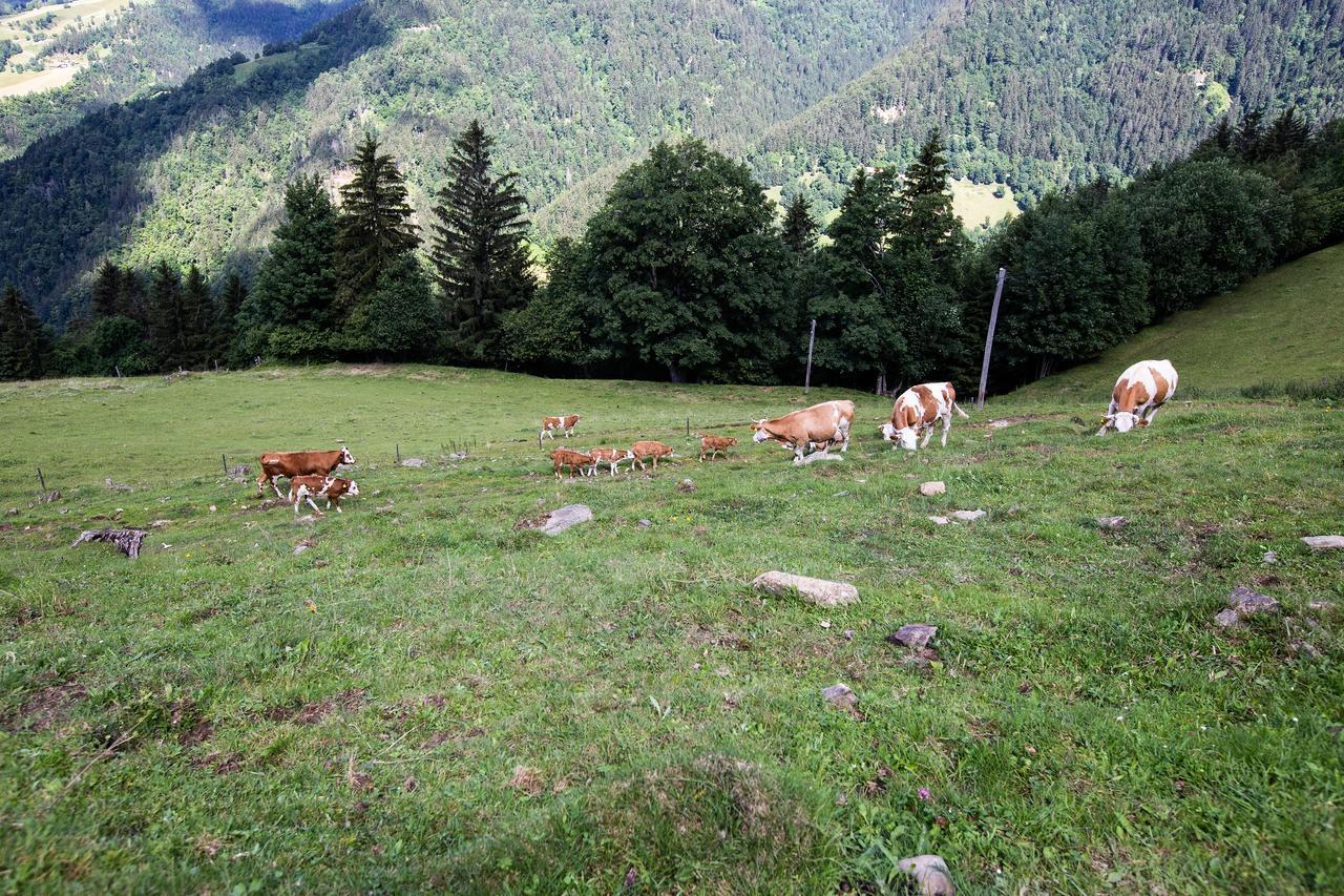 Farmstay&Glamping Visocnik Ljubno Exterior photo
